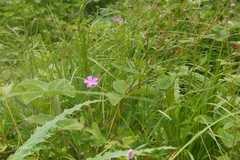 Geranium himalayense